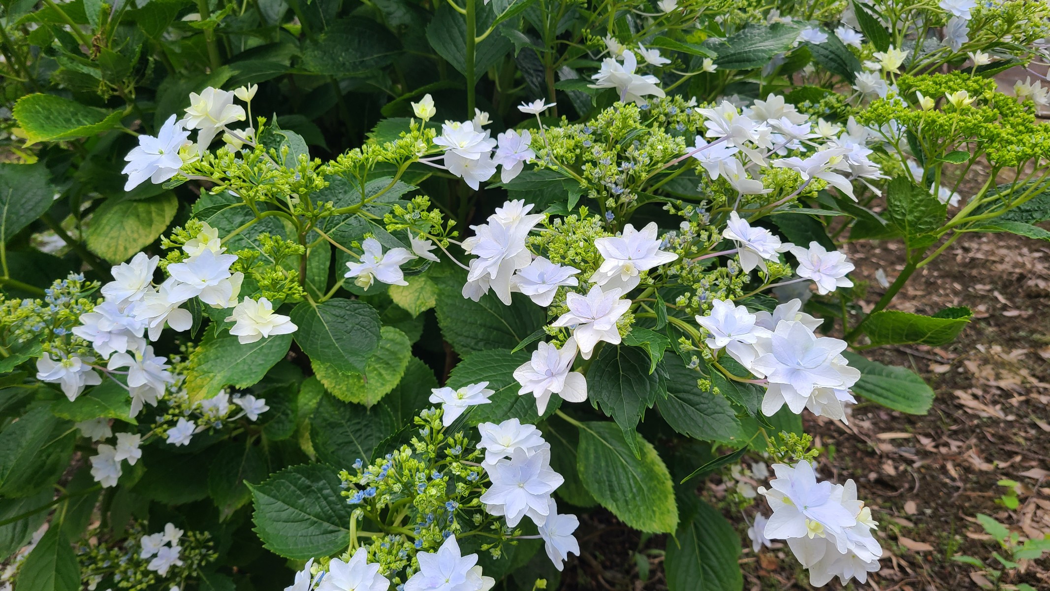 倉庫周りのパトロール　🌼🌼🌼🌼