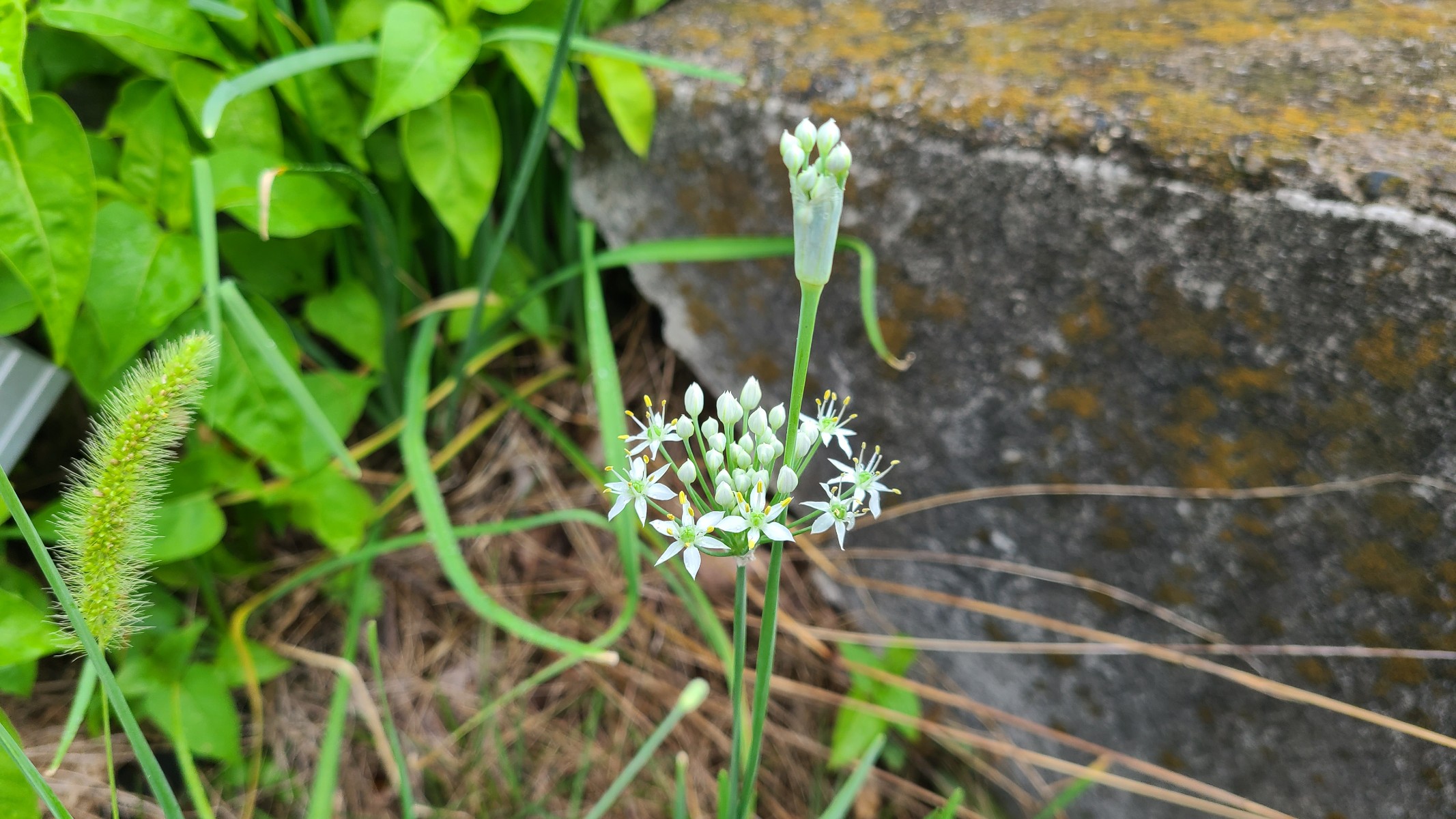 これって何の花だろう～　🌼🌼