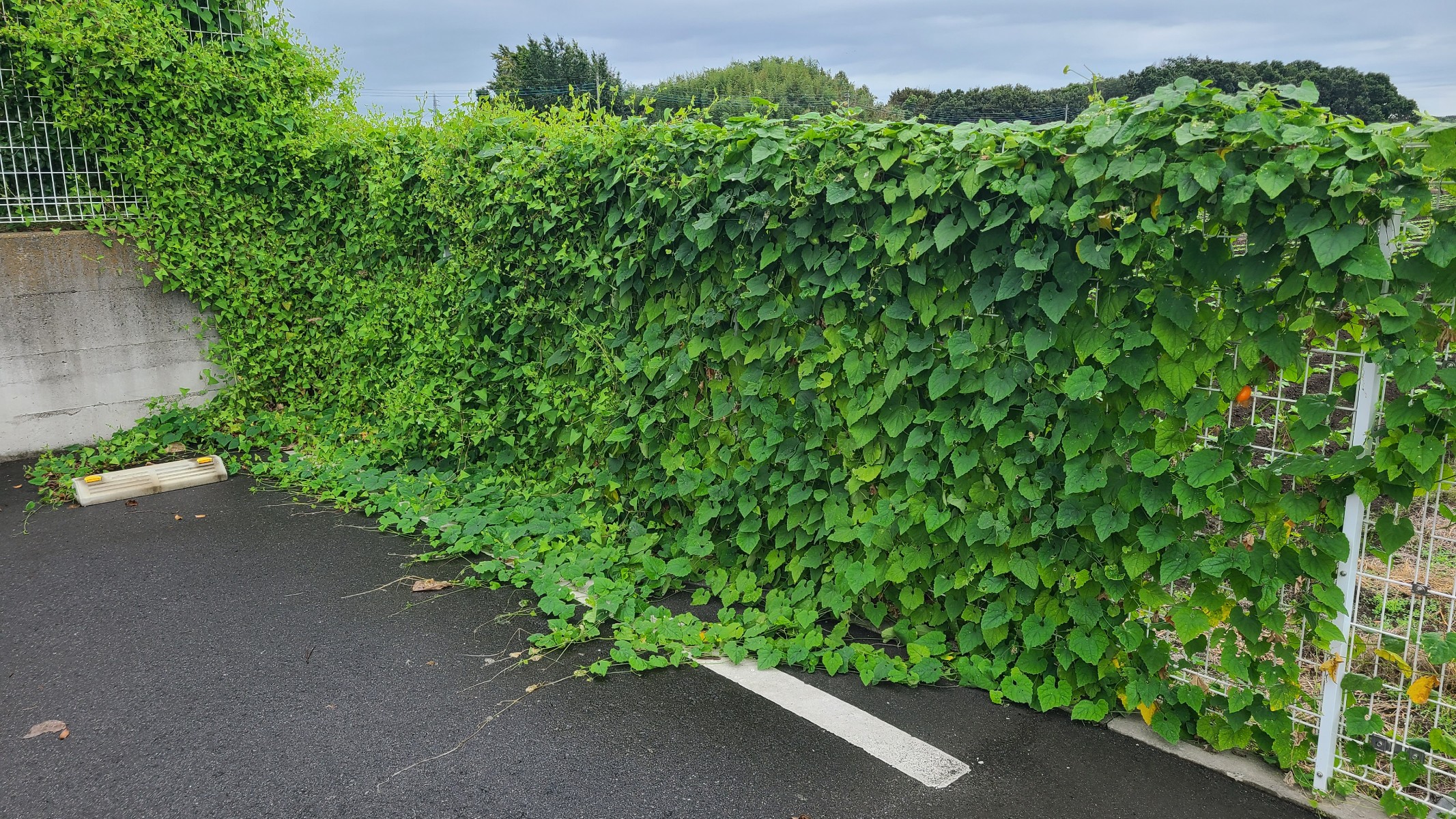 グリーンカーテン？それとも雑草・・