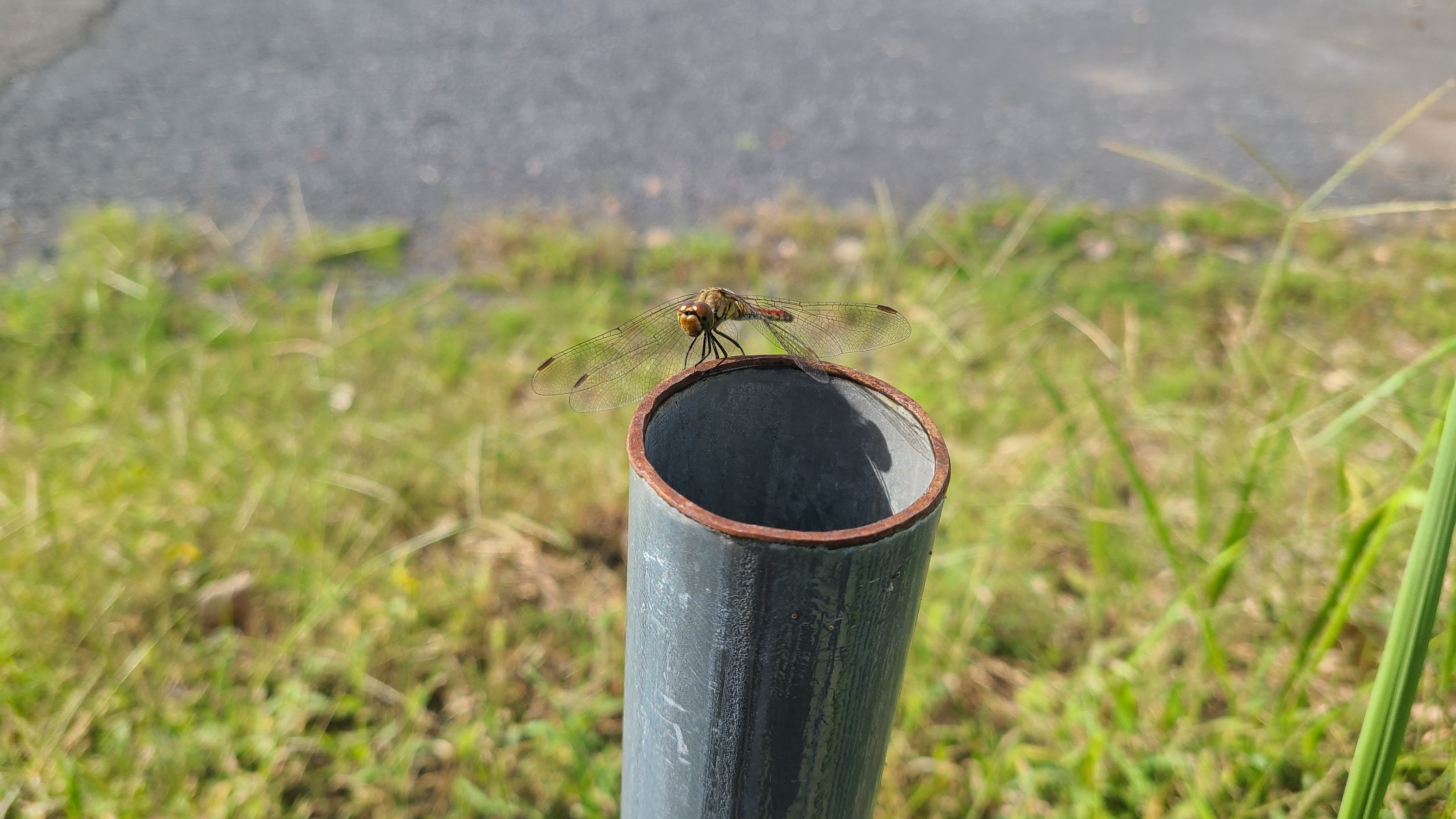 とんぼの休憩　🍁🍁