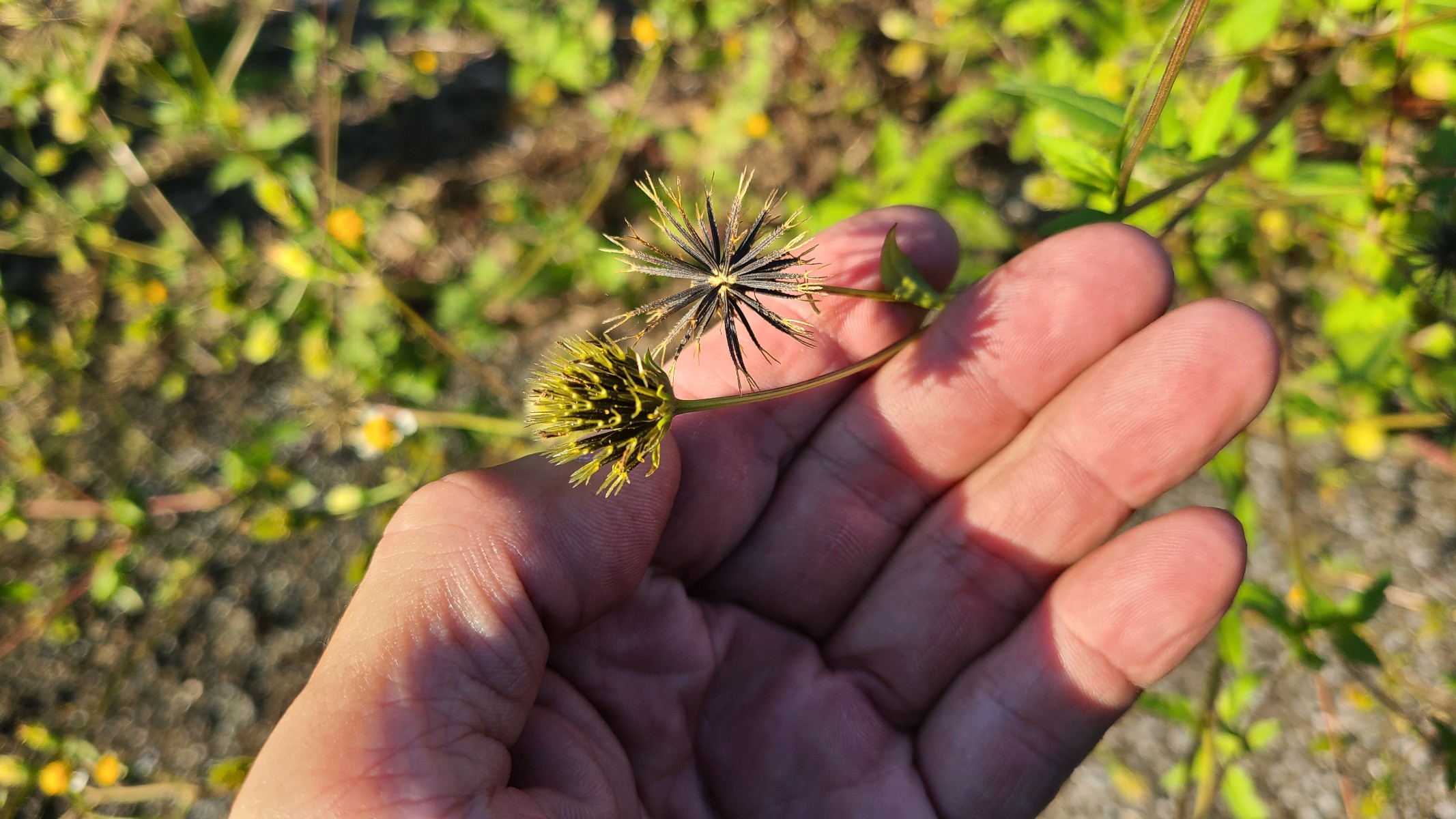 チクチクボンバーをやっつけろ！！