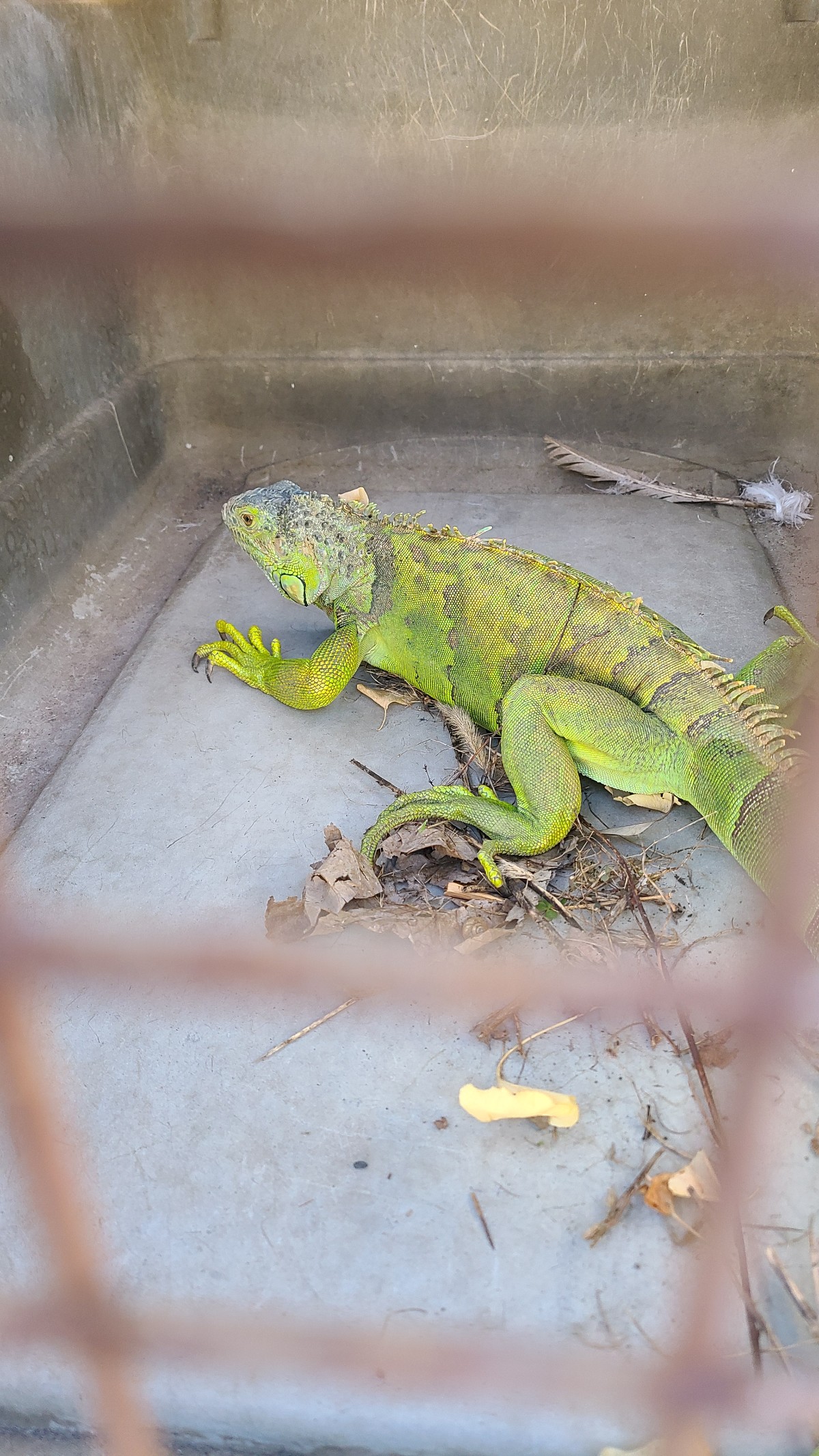 初めてのお客様来訪　🦎🦎🦎