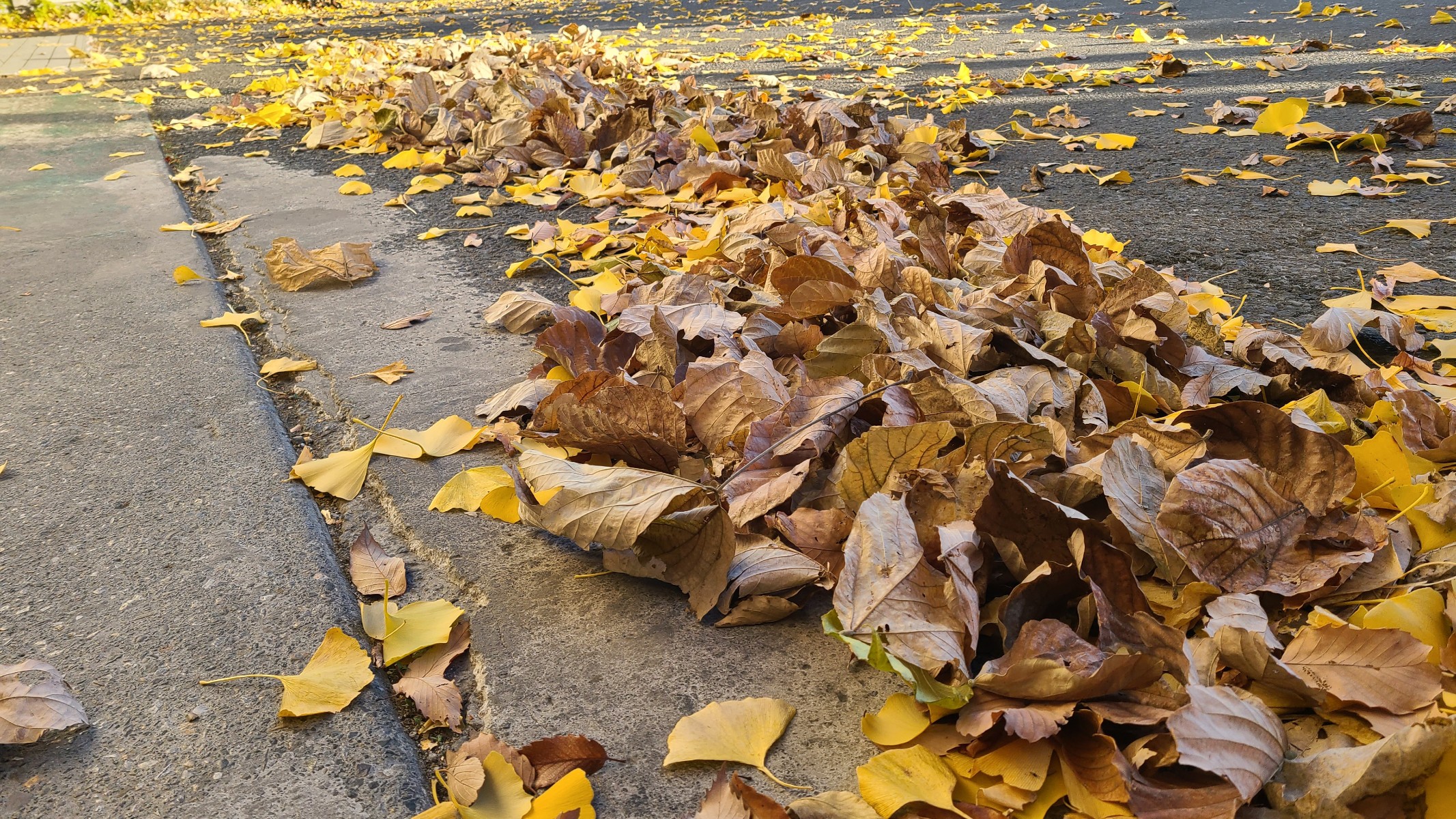 葉っぱ　イヤー　😵