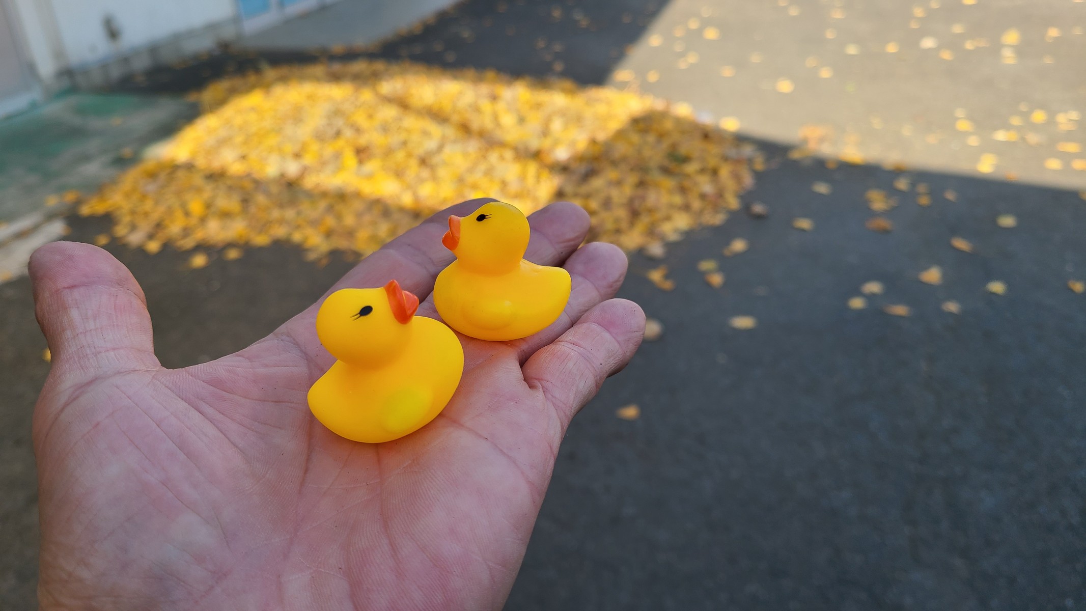 ひよこ探して！！