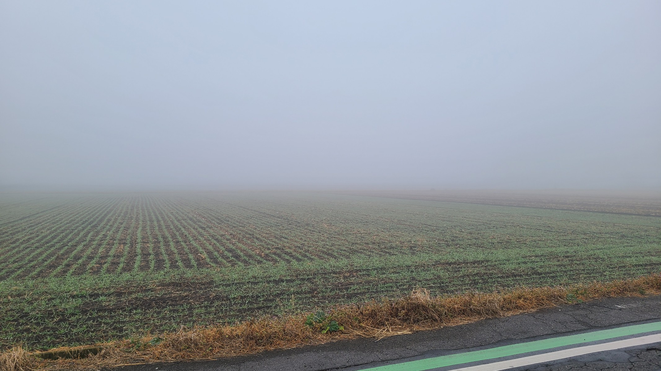 久しぶりの霧　🌫️🌫️🌫️