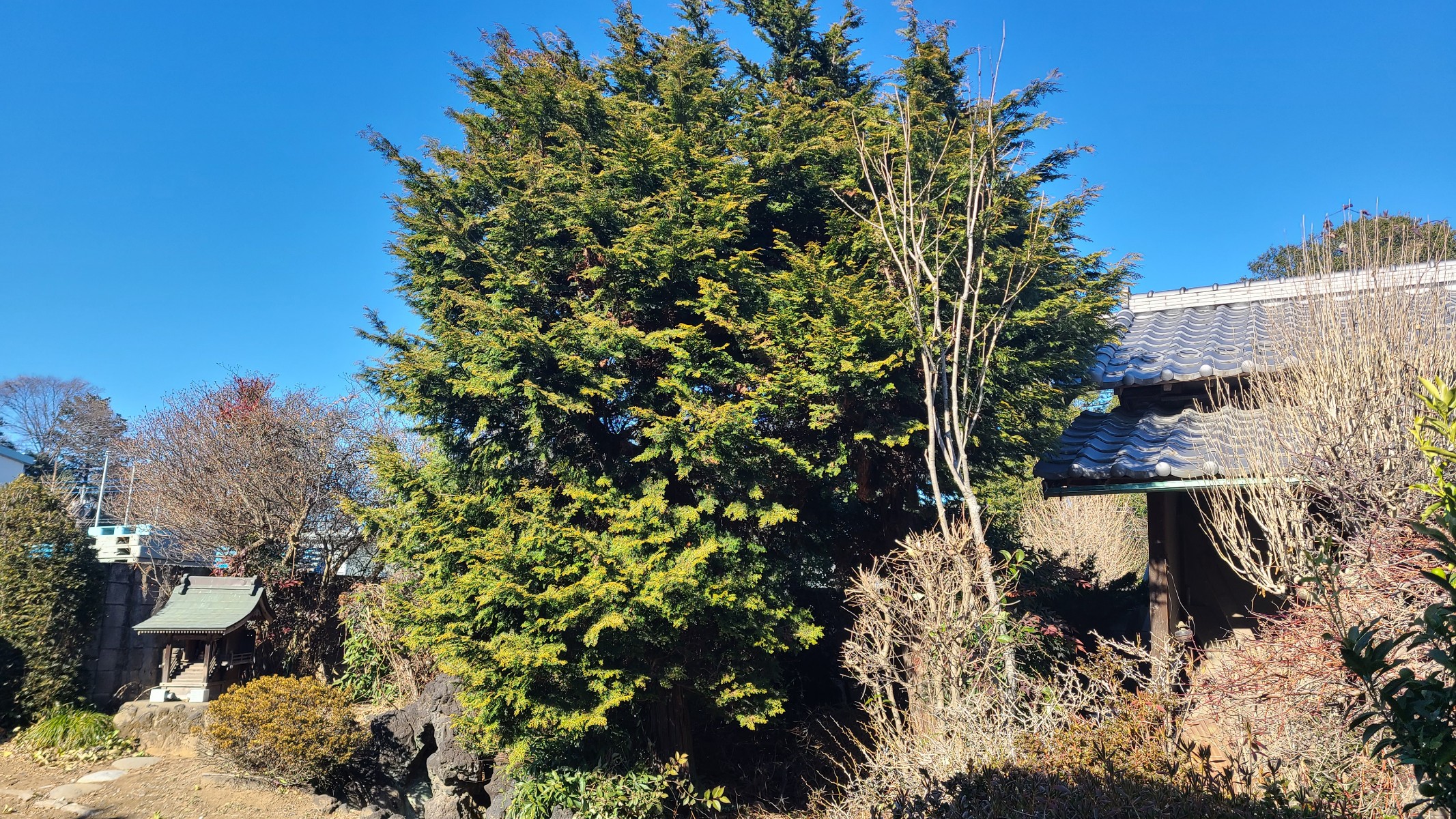 ヒバの木　伐倒下見