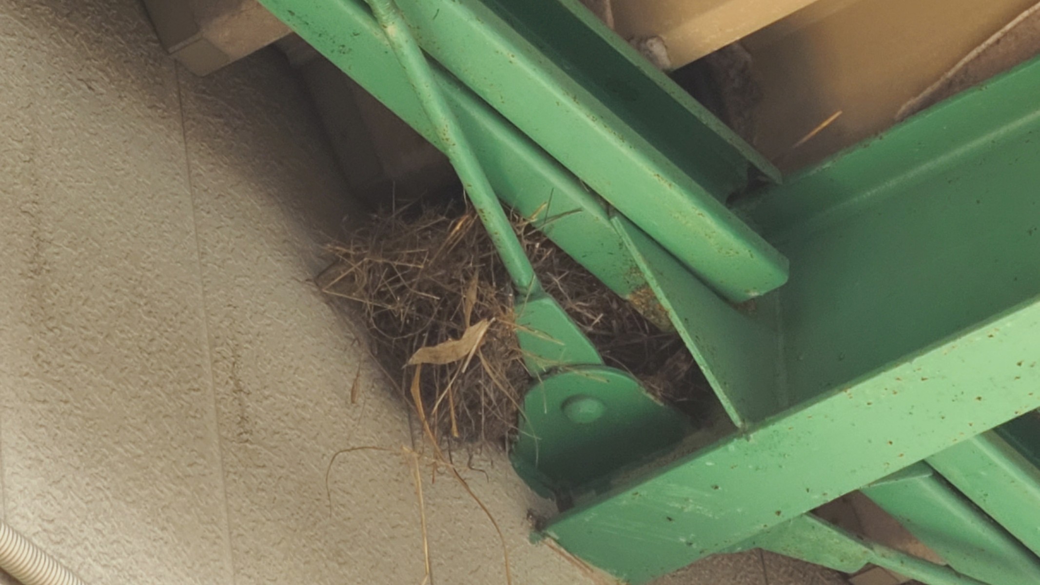 新しい住人の予感　🥚🥚🥚