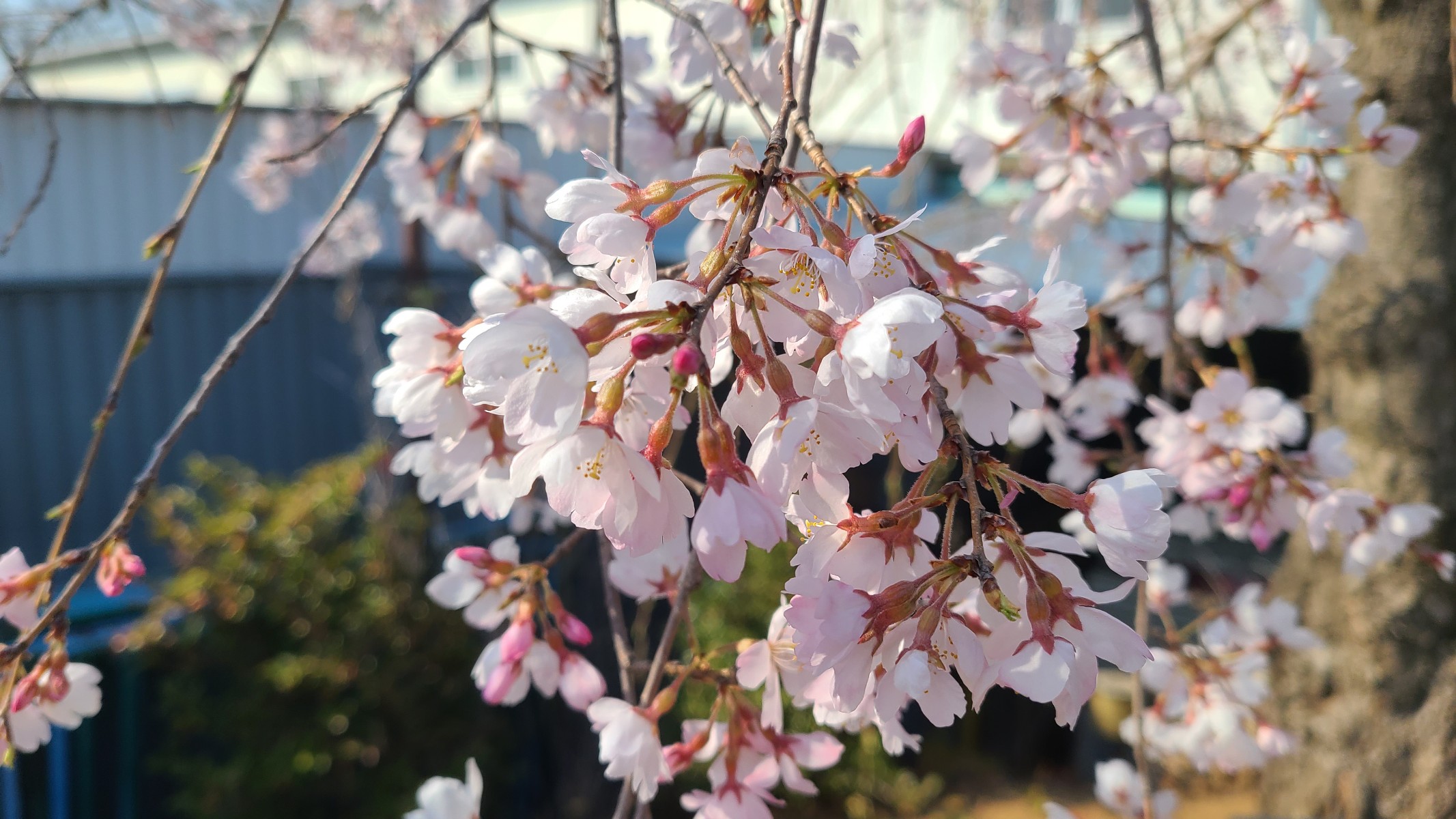 三春滝桜　咲いてまーす　🌸🌸