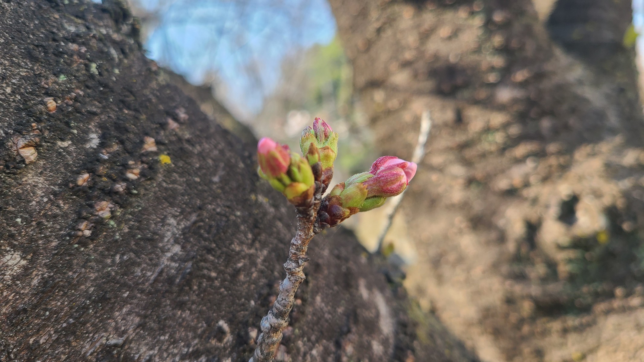 西側にある桜はもう少し🌸