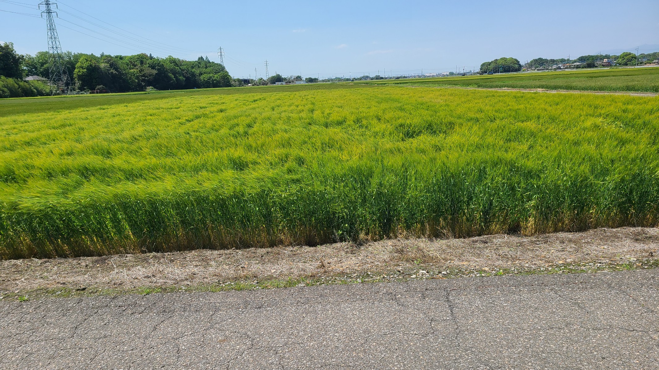 緑のじゅうたん