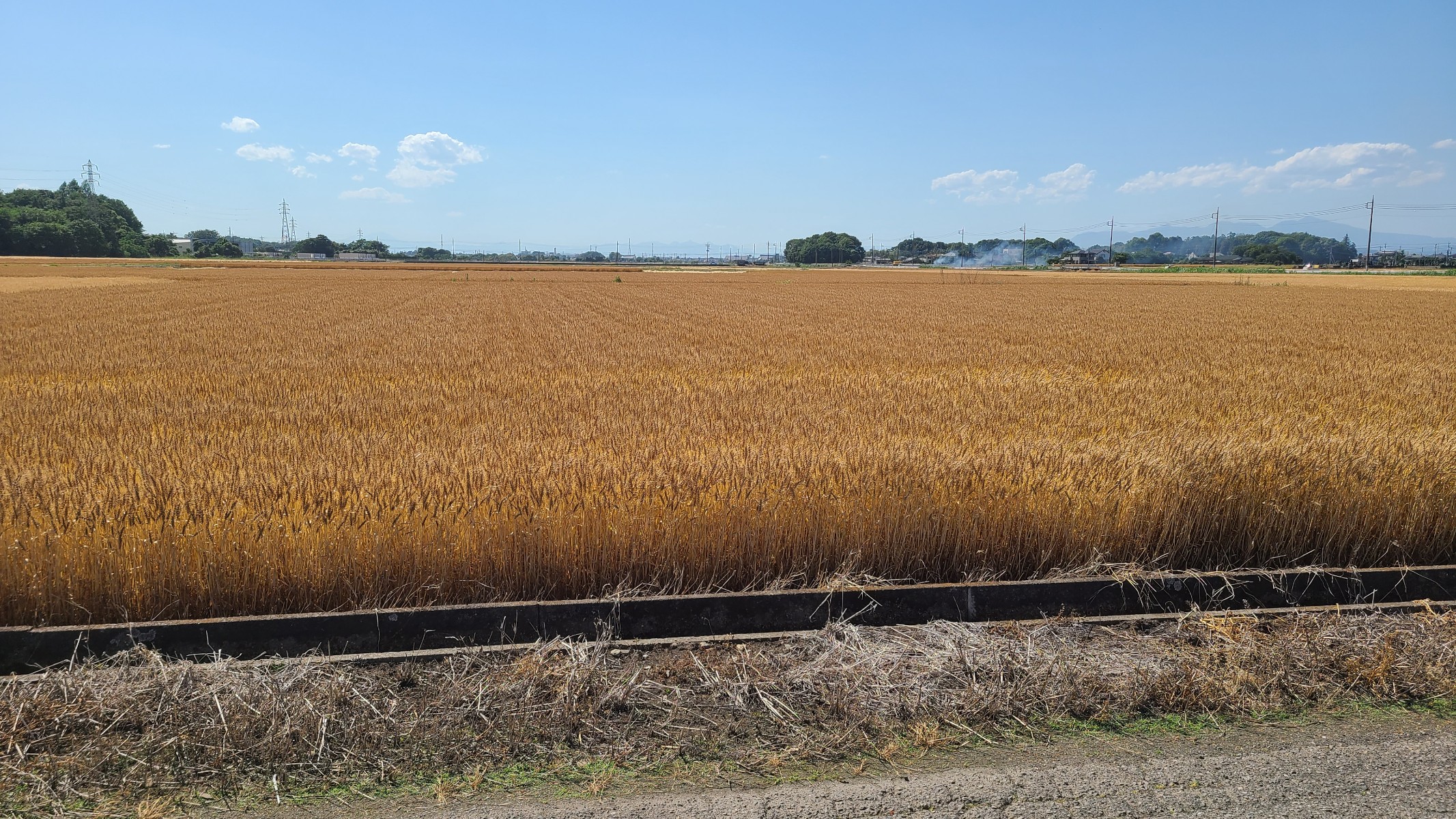 緑色から黄色に