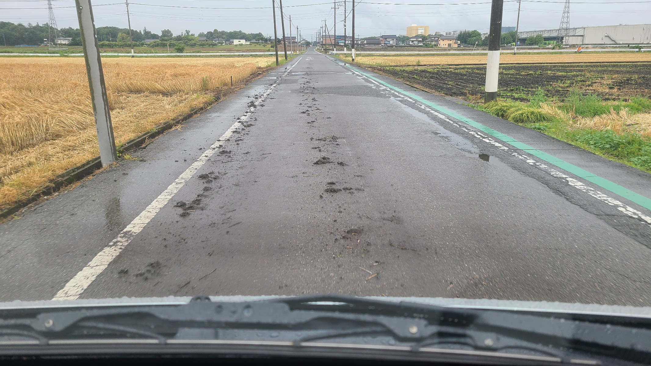 この時期の田んぼ道